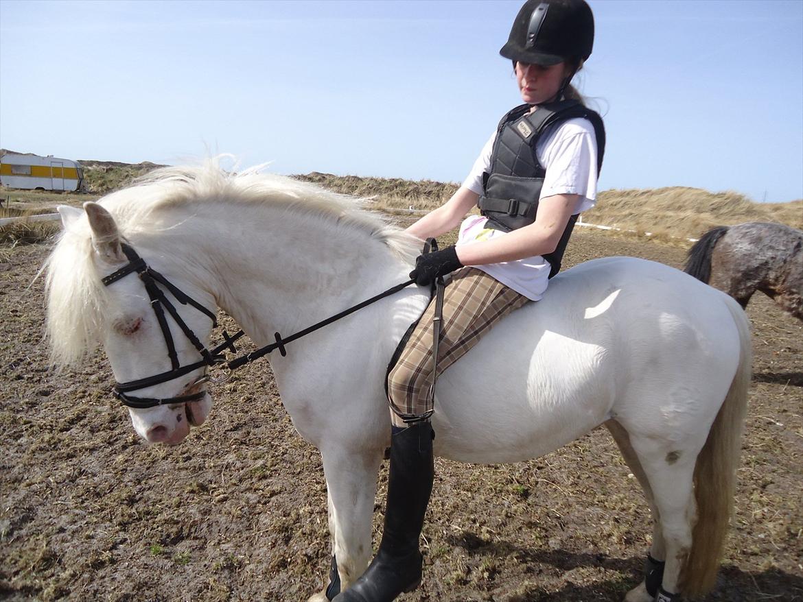 Knabstrupper Prins - Sommer 2011
Fotograf - Julia billede 8