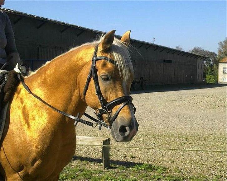 Palomino Shulay Gold Dust - et unikt guldskær billede 2