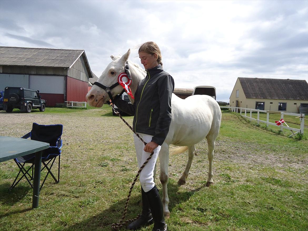 Knabstrupper Prins - Sommer 2011 
Fotograf - Min mor 
sponserstævne 1.plads :D  billede 9