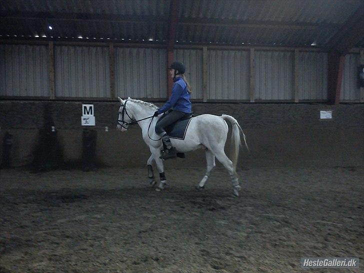 Knabstrupper Prins - sommer-efterår 2011
Fotograf - Anne <3 billede 10