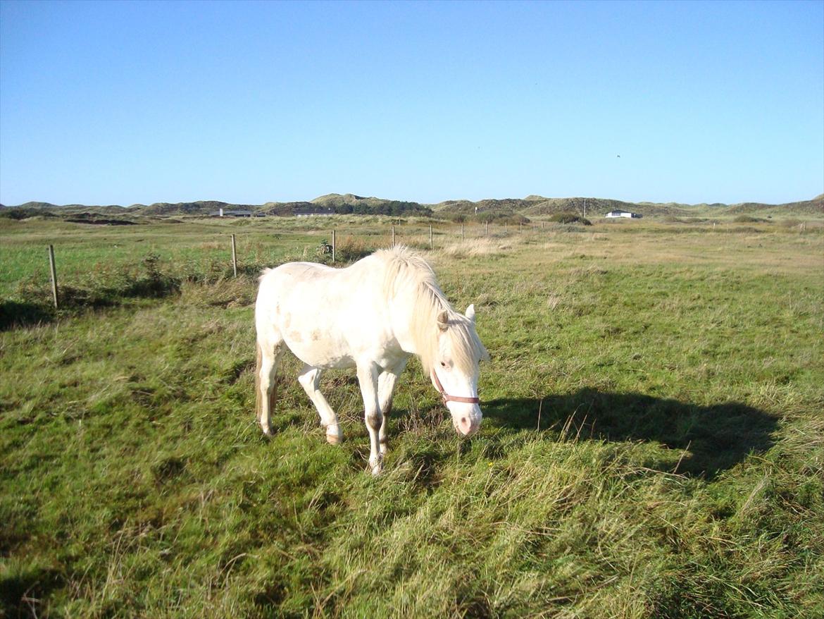 Knabstrupper Prins - sommer 2011
Fotograf - Mig :D billede 11