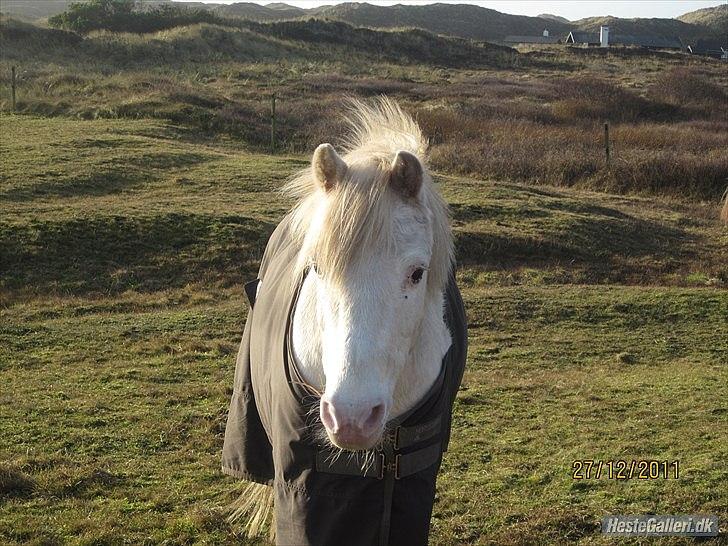Knabstrupper Prins - efterår 2011
Fotograf - Anne<3 billede 12