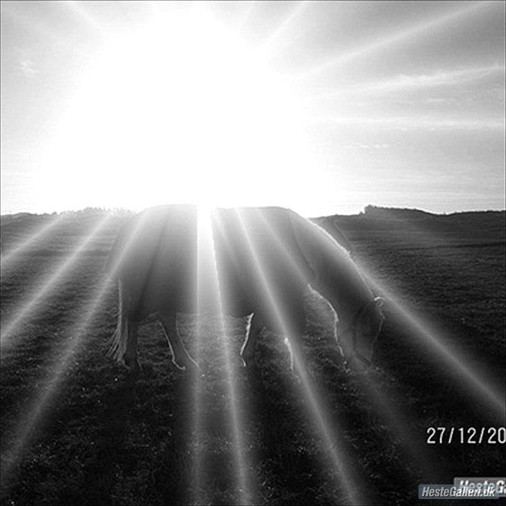 Knabstrupper Prins - efterår 2011
Fotograf -Anne
Pynt - Anne<3<3 billede 13