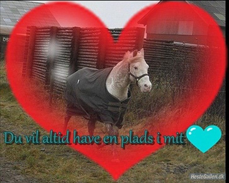 Knabstrupper Prins - efterår 2011
Fotograf - Malou 
Pynt - Anne <3 billede 14