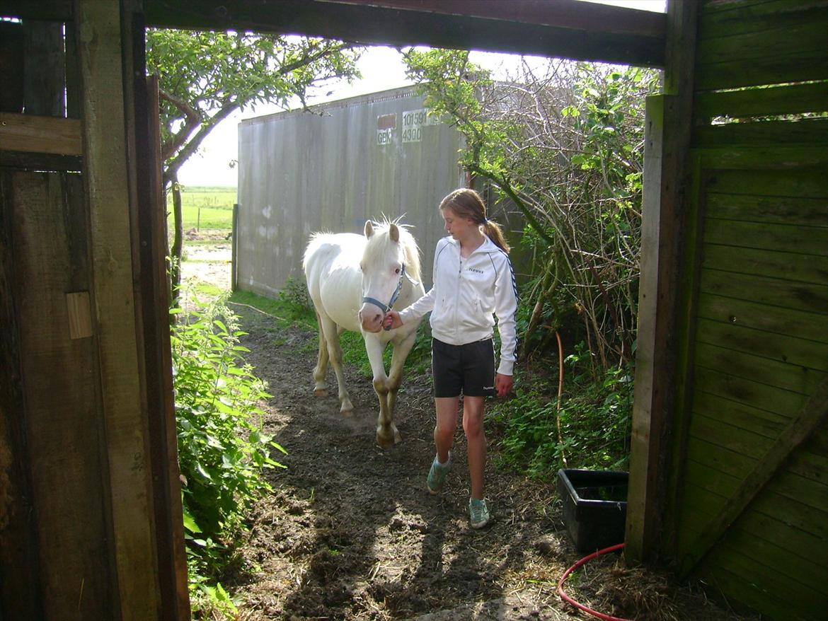 Knabstrupper Prins - Sommer 2009
Fotograf - Min mor
 billede 15