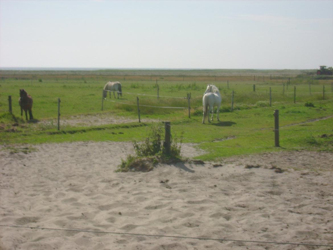 Knabstrupper Prins - Sommer 2009
Fotograf - Min mor  billede 16