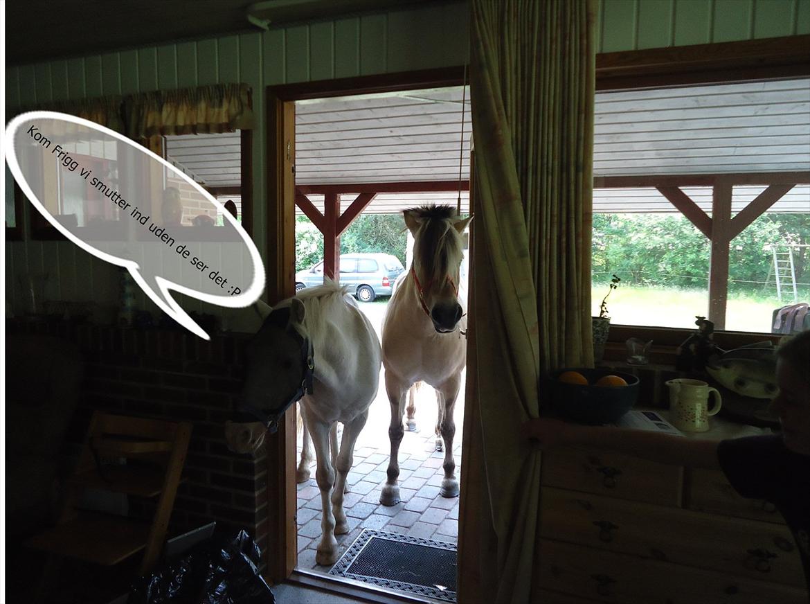 Knabstrupper Prins - Sommer 2011
Fotograf - Mig 
Da vi var i sommerhus med hestene :D billede 17