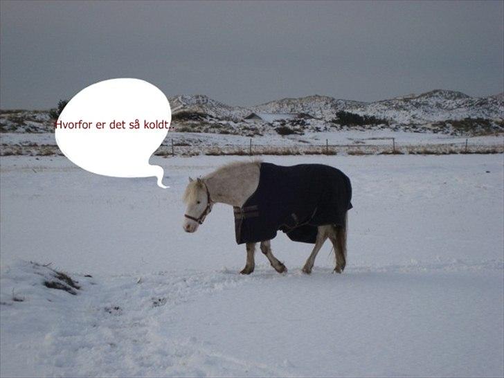 Knabstrupper Prins - Vinter 2010
Fotograf - Min mor billede 18