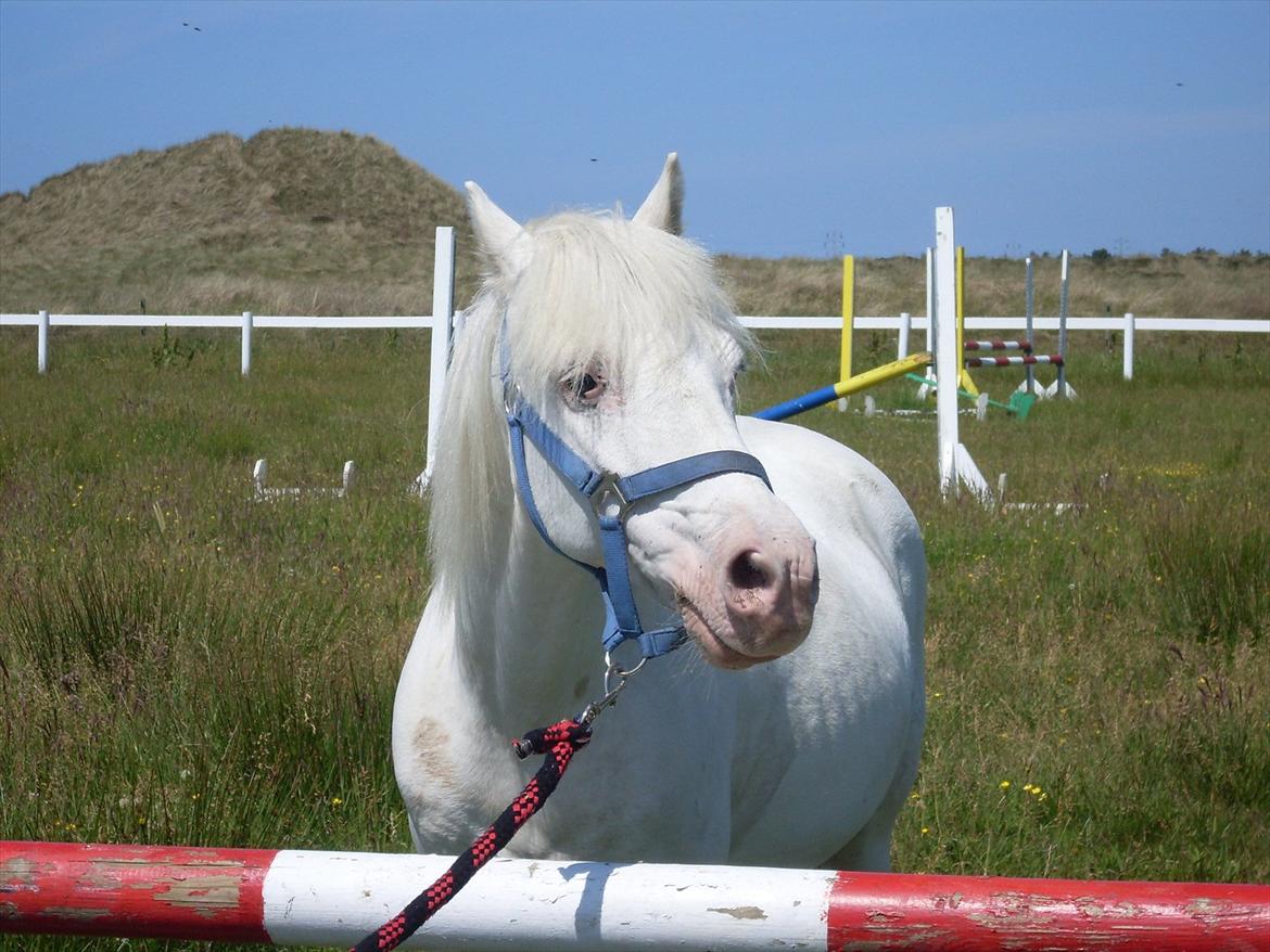 Knabstrupper Prins - Sommer 2009 
Fotograf - Mig billede 19