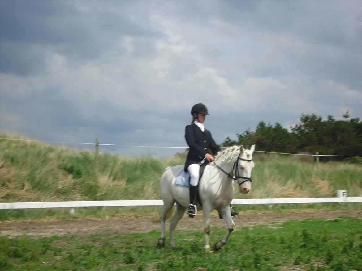 Knabstrupper Prins - Sommer 2011
Fotograf - Min mor
Sponserstævne :D  billede 20