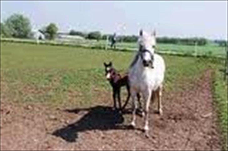 Welsh Pony (sec B) KlintHolms Sir Cliff - Bolet mor billede 15