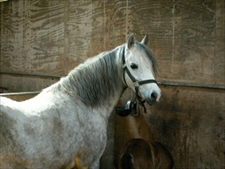 Welsh Pony (sec B) KlintHolms Sir Cliff - Bolet mor billede 16