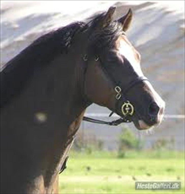 Welsh Pony (sec B) KlintHolms Sir Cliff - Witek far billede 19