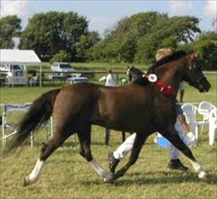 Welsh Pony (sec B) KlintHolms Sir Cliff - Witek far billede 20