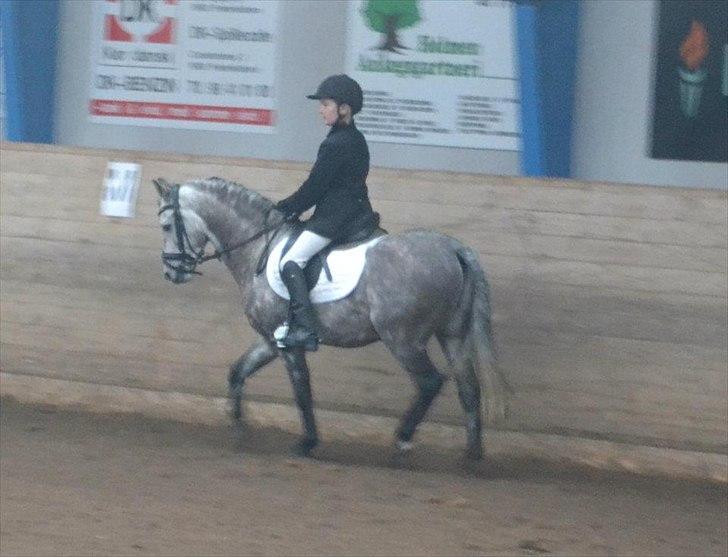 Welsh Pony (sec B) KlintHolms Sir Cliff billede 9