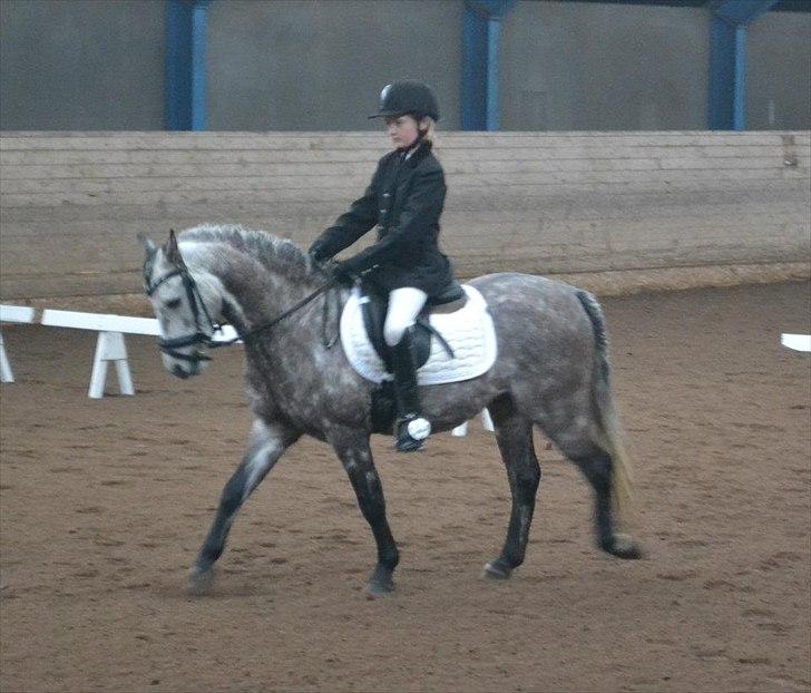 Welsh Pony (sec B) KlintHolms Sir Cliff billede 7