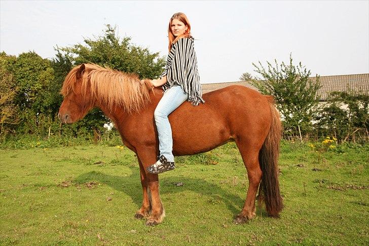 Islænder Bergdis Frá Króki - Sommeren var meget ond mod Bergdís flotte lange man :/ 2011  billede 16