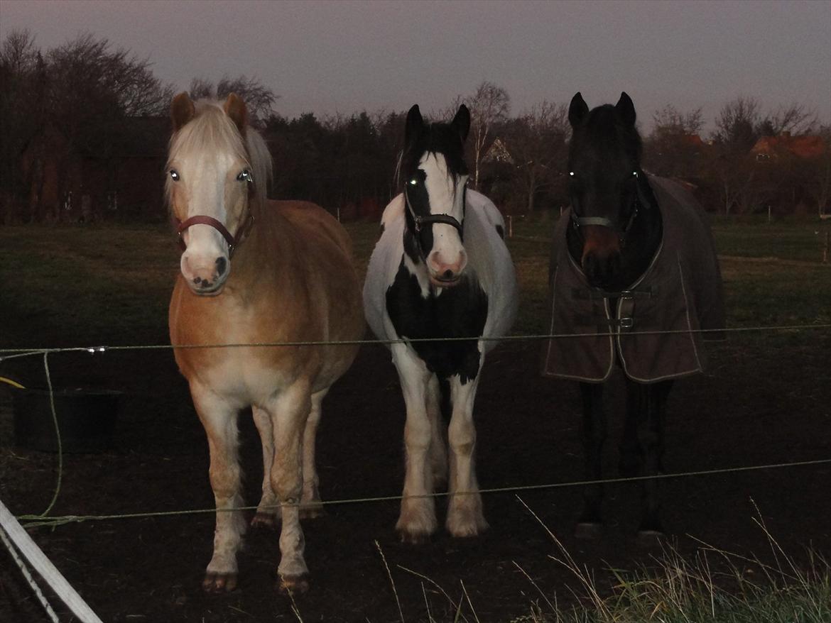 Irish Cob Jake of Ryan billede 8