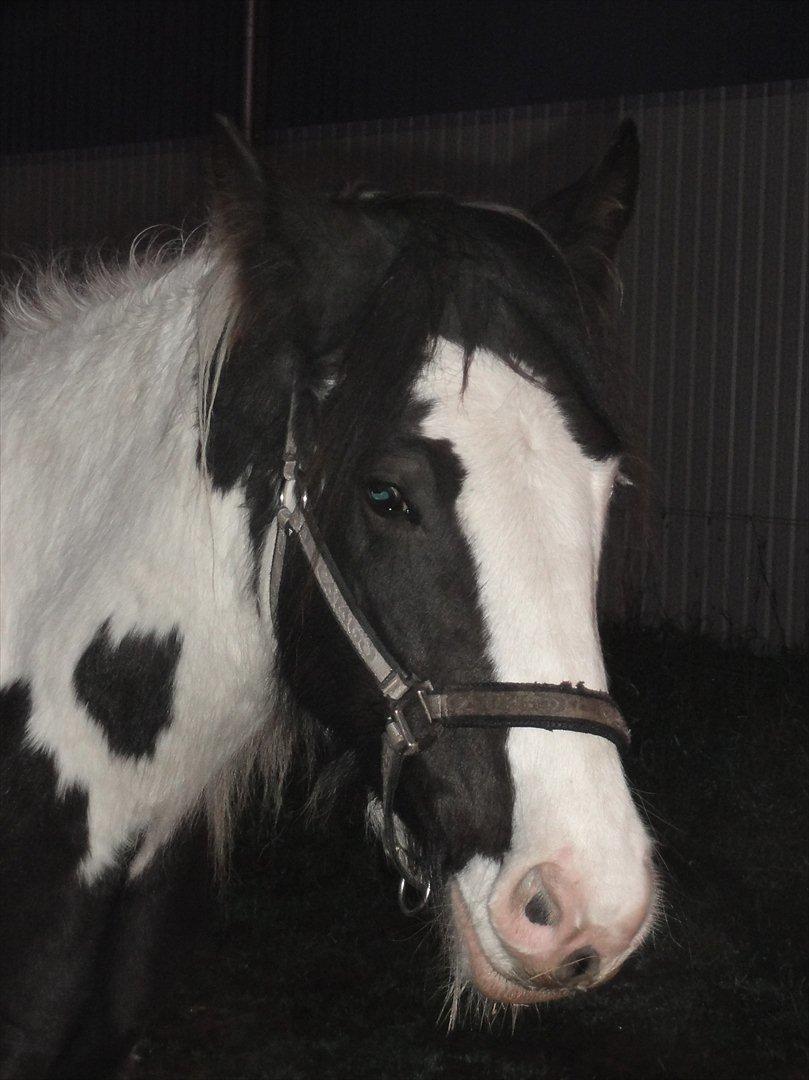 Irish Cob Jake of Ryan billede 10