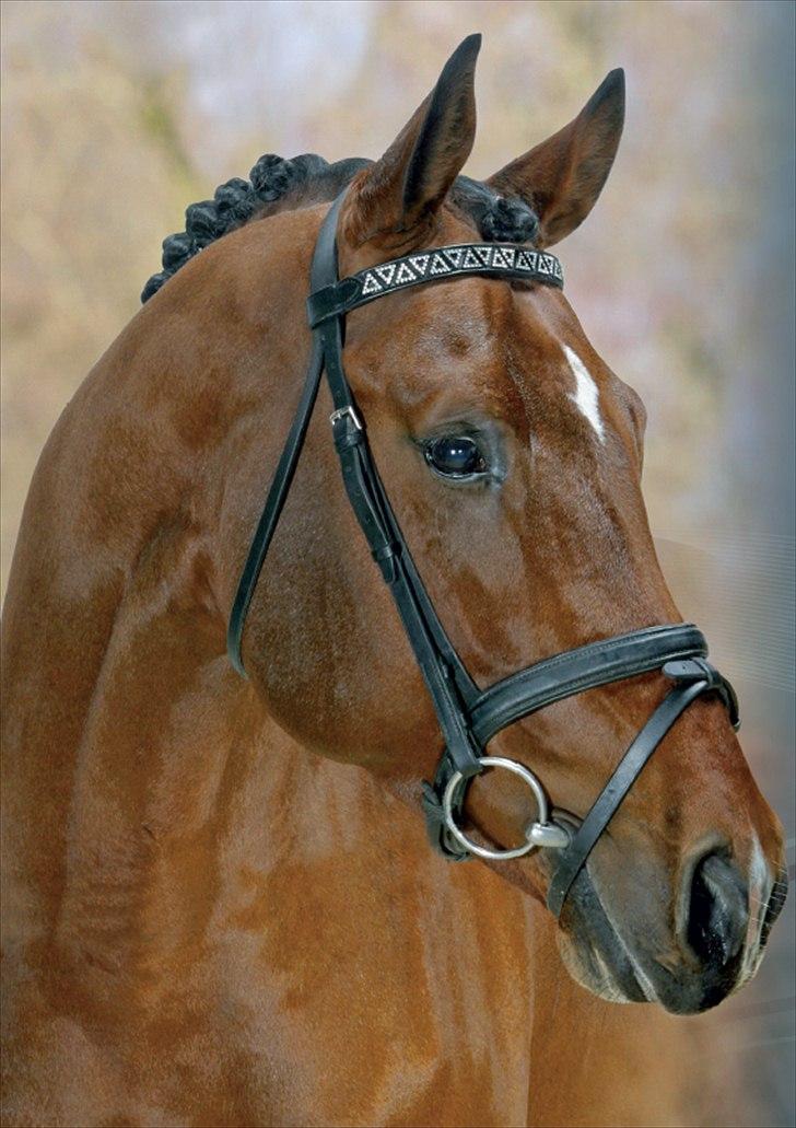 Tysk Varmblod  Findus <3 - Finduse's far 
Bøgegårdens Apollo billede 20