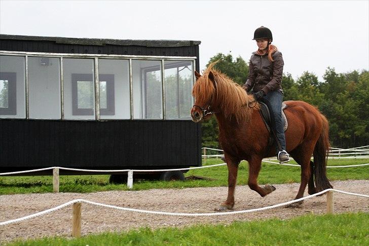 Islænder Bergdis Frá Króki - På ovalbanen 2011 billede 17