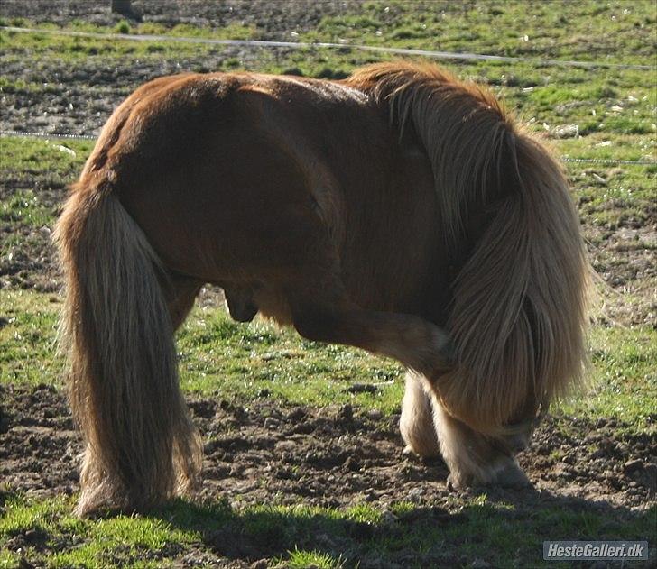 Shetlænder olfert billede 5