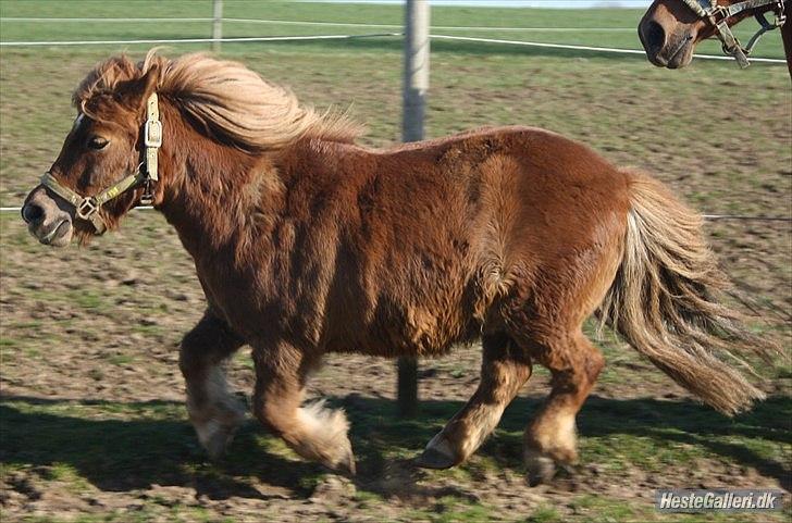 Shetlænder olfert billede 14