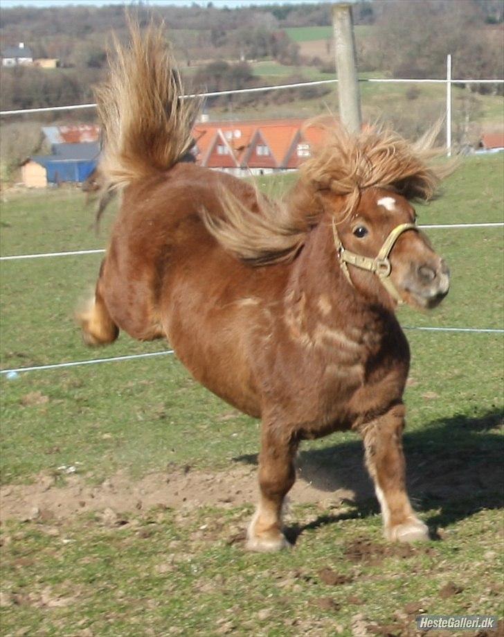 Shetlænder olfert billede 15