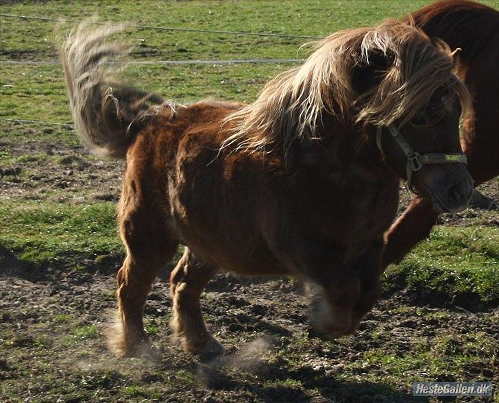 Shetlænder olfert billede 16