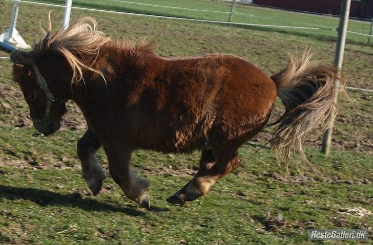 Shetlænder olfert billede 4