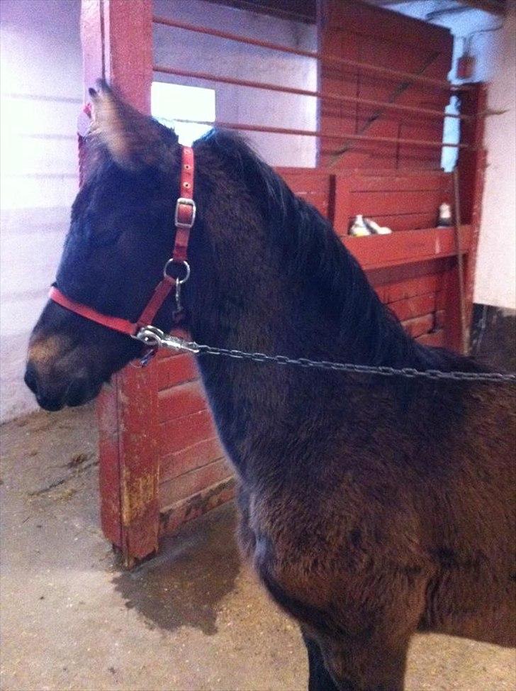 Anden særlig race Egebæks Bailey <3 billede 9