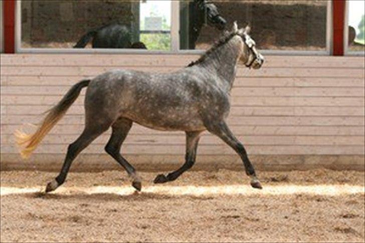 DSP Toftegaardens Ember - Til kåring :) billede 2