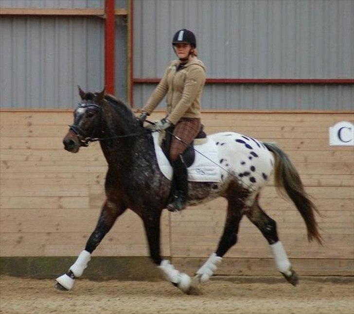 Knabstrupper Sartors Simply the Best - 30/10-11 billede 2