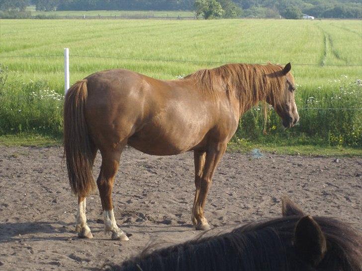 Irsk Sportspony Sweet Rosie O'Grady ( Rosie) [Savnet meget ] - taget af lulu i sommeren 2010 billede 19