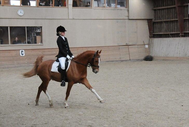 Welsh Pony af Cob-type (sec C) Eternal Amal<3 - PRI <3 jeg elsker dig ! billede 12