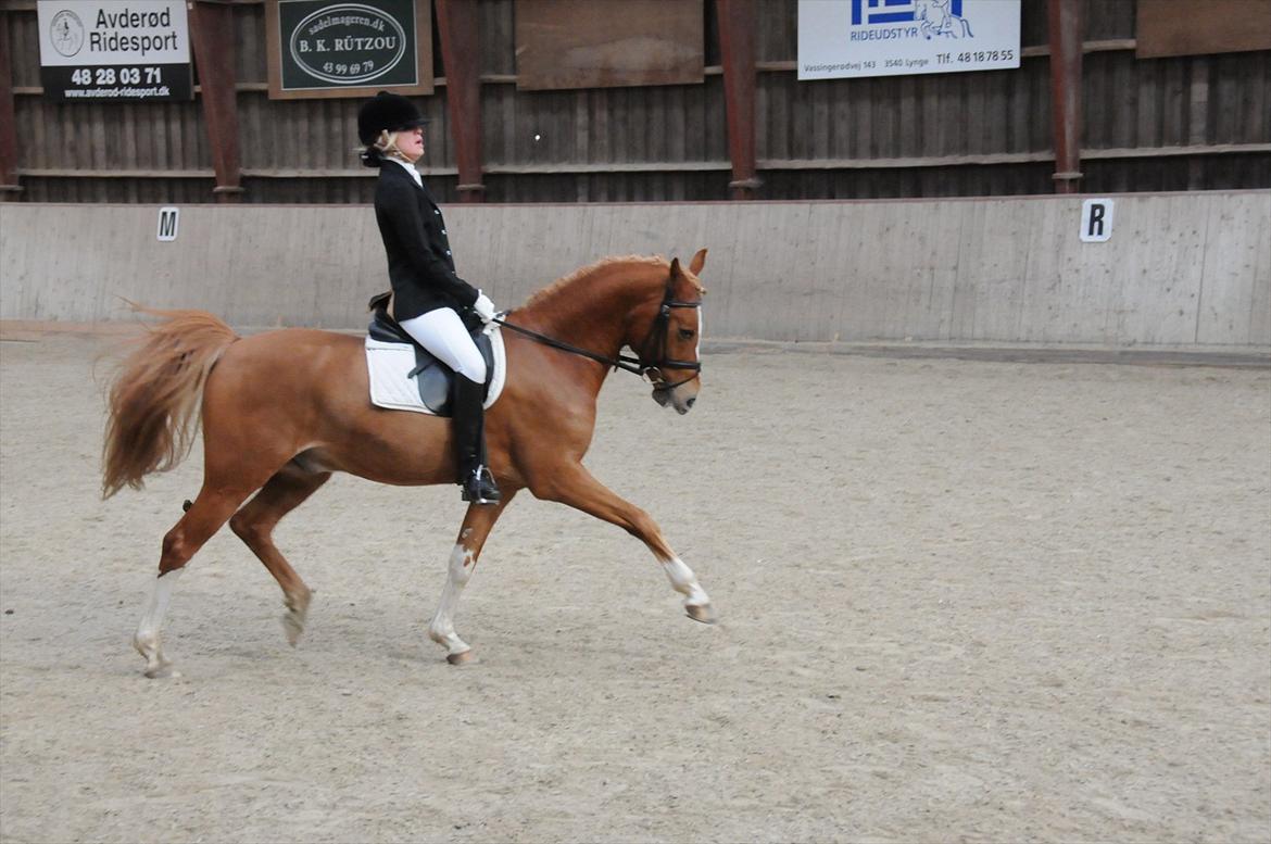 Welsh Pony af Cob-type (sec C) Eternal Amal<3 - PRI <3 jeg elsker dig ! billede 13