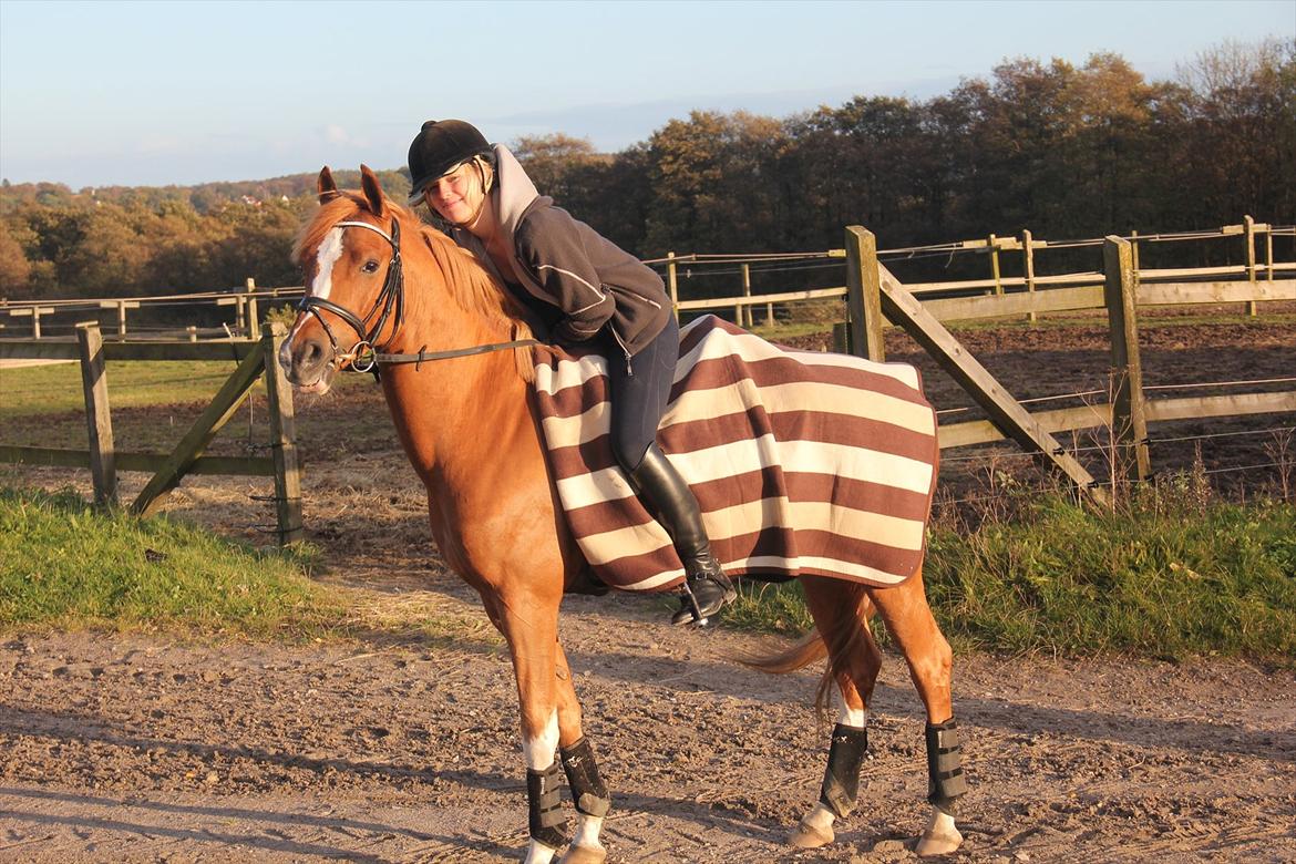 Welsh Pony af Cob-type (sec C) Eternal Amal<3 - Du er det bedste der nogensinde er sket for mig <3 billede 14