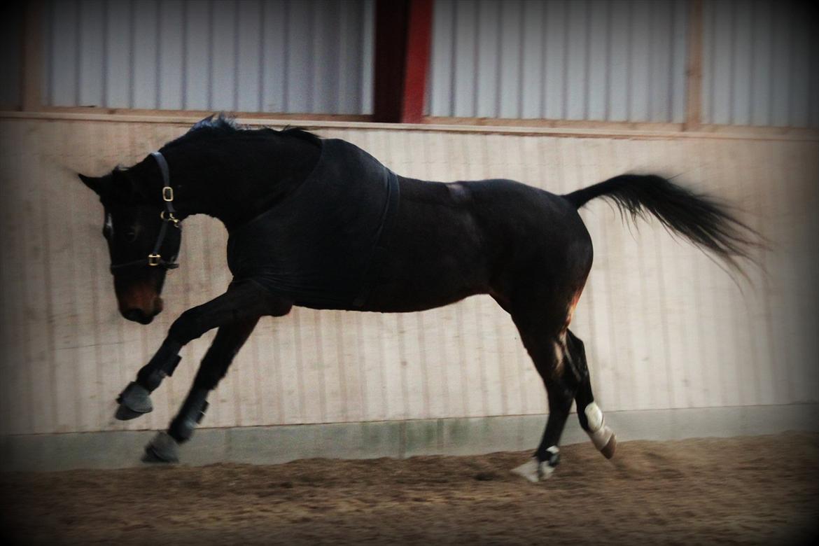 Holstener Galant - The Wild horse is inside of you, I try to not take from your Skin! <3 Love you boy !! :-* Foto: Helle TAK! billede 16