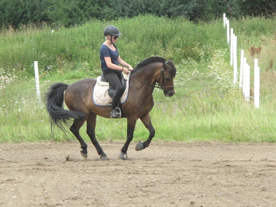 Anden særlig race l l Ponyo Chusteau [Ponyfis] - Sommer 2011. Koncentreret dressur, galop :) billede 20