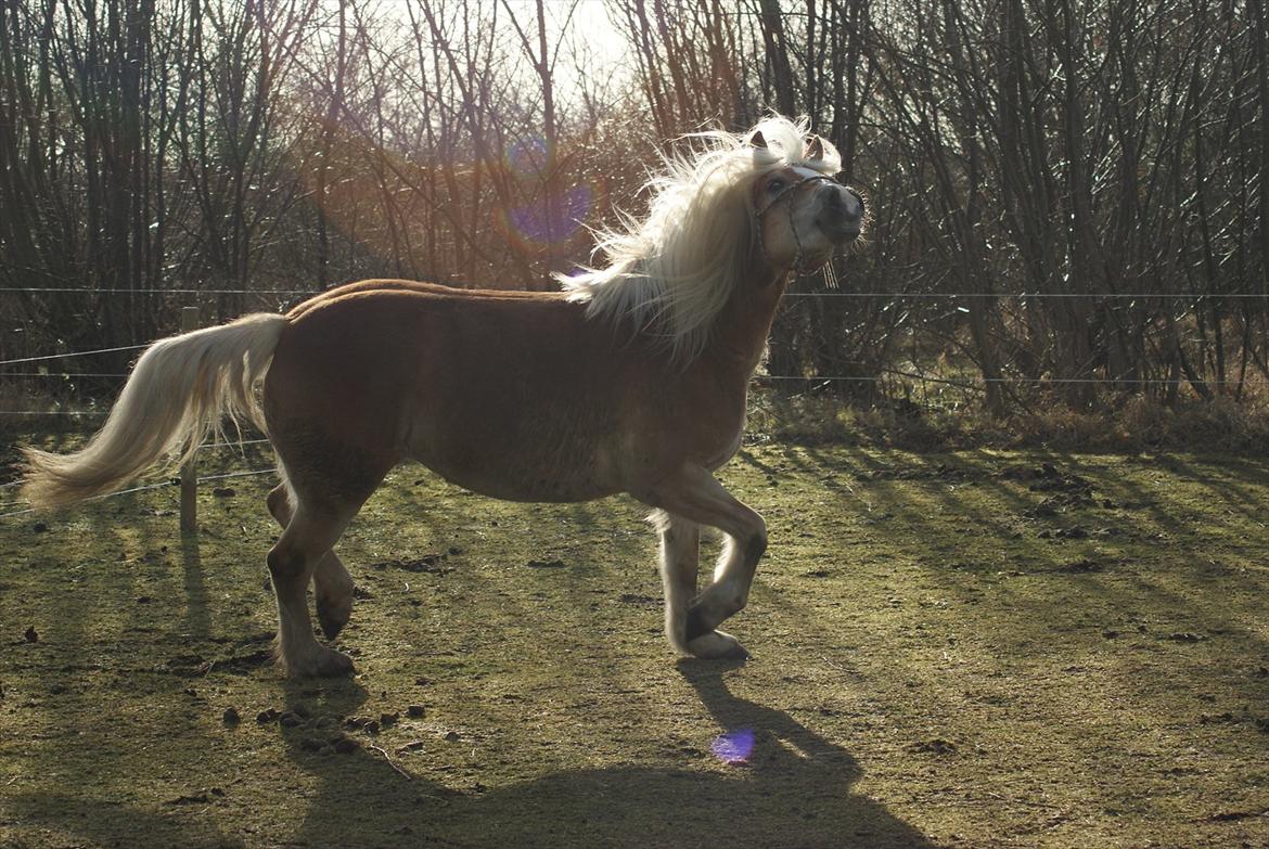 Haflinger Janita van der mans R.I.P billede 5