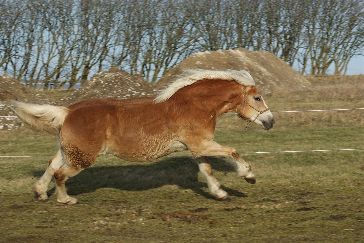 Haflinger Janita van der mans R.I.P billede 9