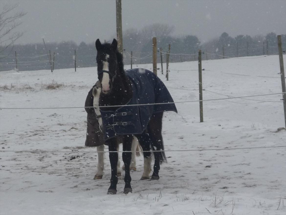 New Forest Lukas Søblink - Lukas og hans bedste ven Atilla<3<3

- hvis du var en dråbe i havet ville jeg svømme hele atlanten rundt bare for at finde dig <3 billede 6