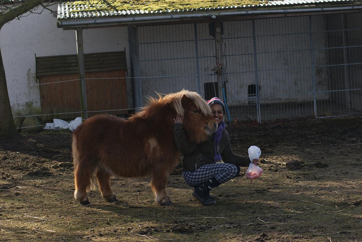Shetlænder Pedro (givet væk) billede 14