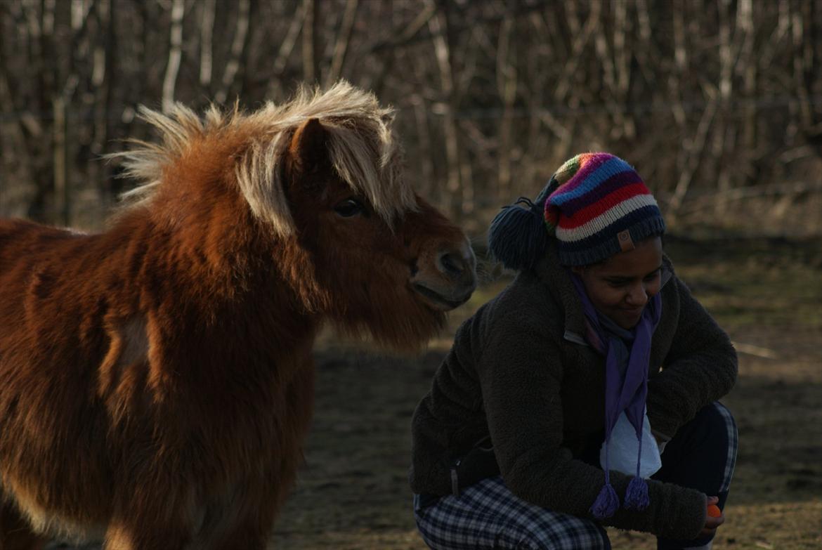 Shetlænder Pedro (givet væk) billede 15