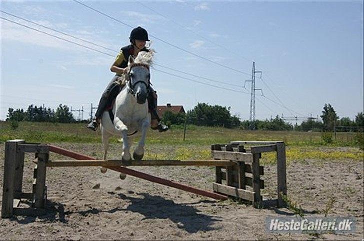 Welsh Pony (sec B) Balou billede 6