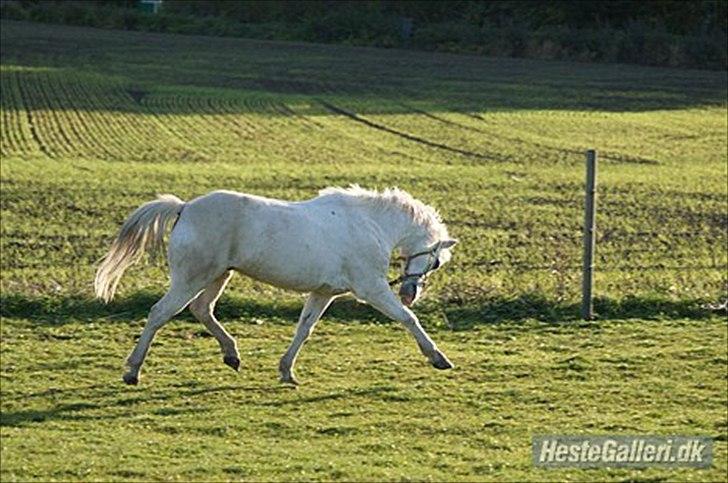 Welsh Pony (sec B) Balou billede 8