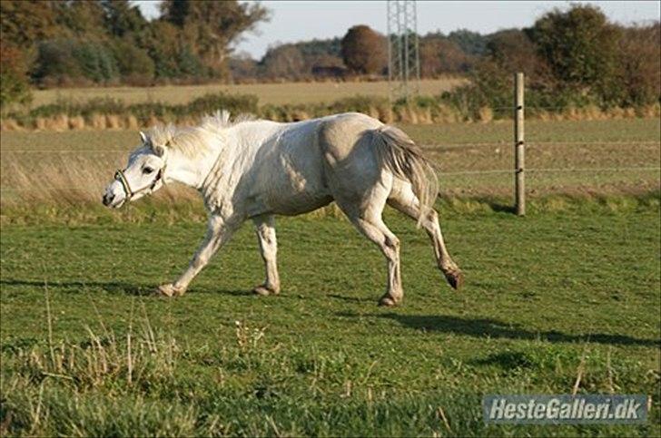 Welsh Pony (sec B) Balou billede 9