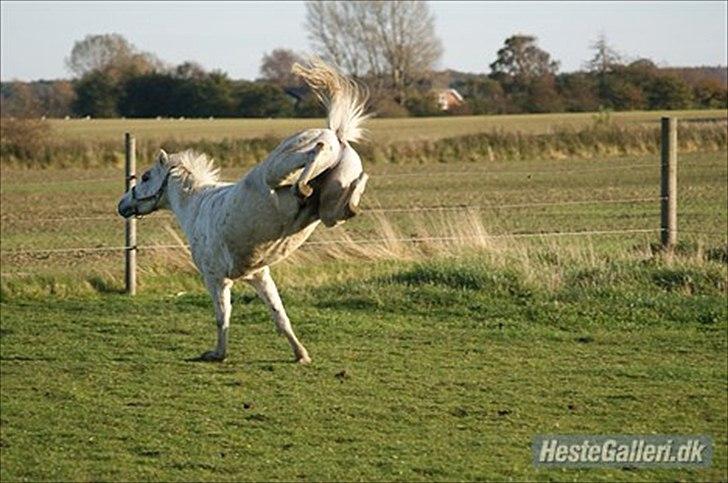 Welsh Pony (sec B) Balou billede 11