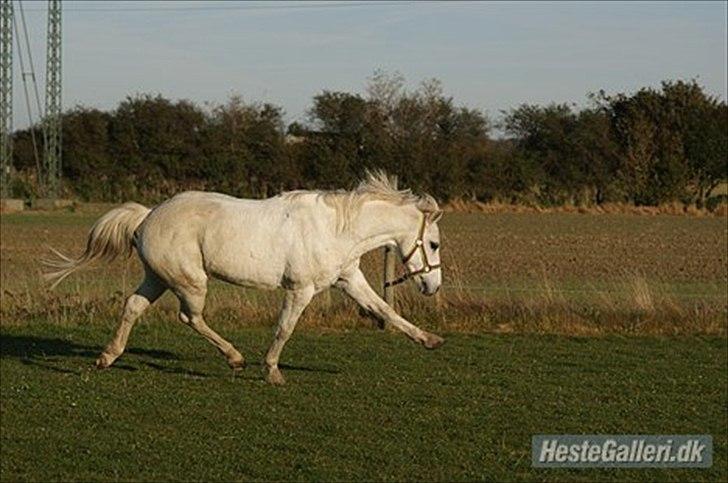 Welsh Pony (sec B) Balou billede 12