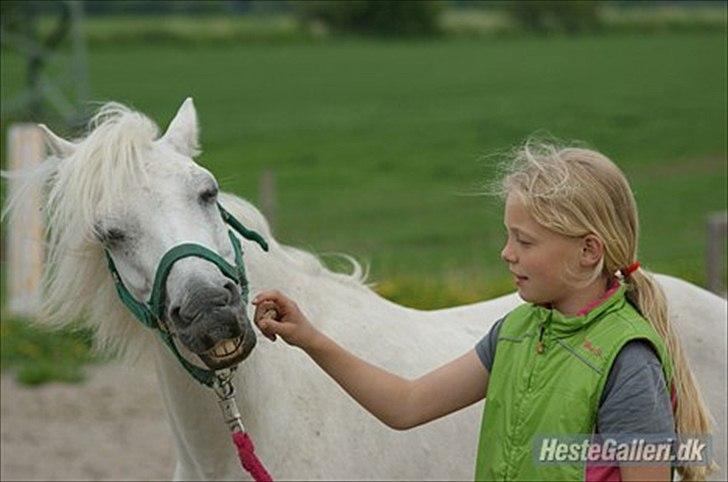 Welsh Pony (sec B) Balou billede 14